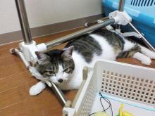 ぶへえー