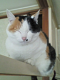 にゃんこな日々ふたたび