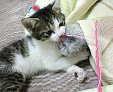 もふもふよりも紐をかじっちゃうにゃ