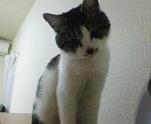 にゃ?