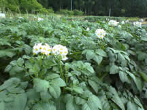 ジャガイモの花