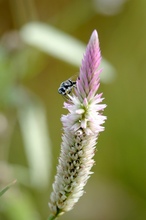 bee01