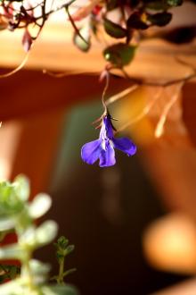 macro5