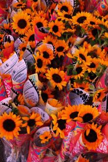 FlowerPeace