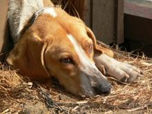 犬