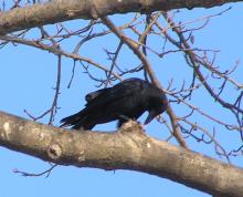 カラス食事中
