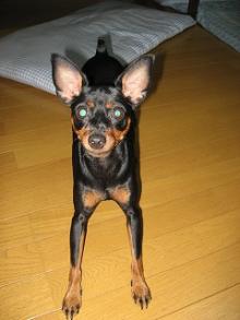 ミニチュアピンシャーあずきチャン