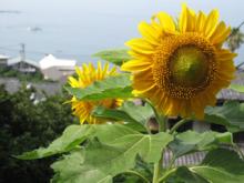 2007 ひまわり