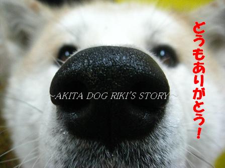 秋田犬　リキの物語