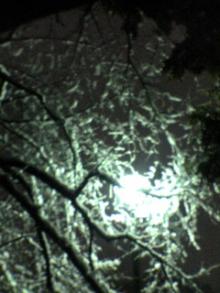 雪景色