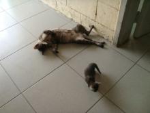 2008_0717_cats