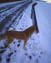 まだ雪