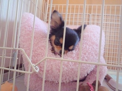 小チワワ日和