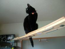 キャットウォーク