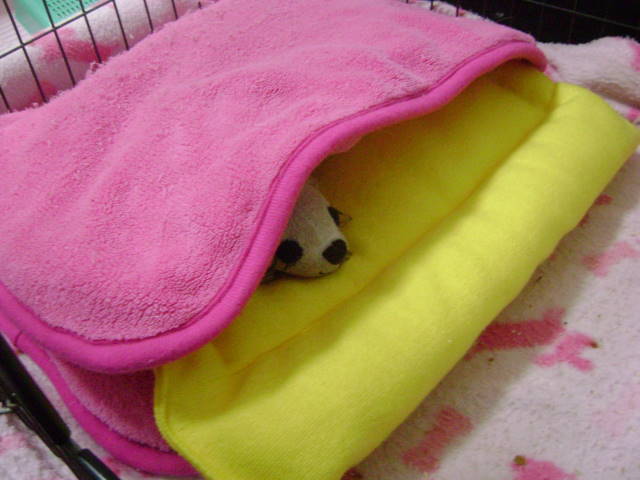 フェレットまーちゃんのおねんね