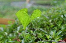 雨の葉っぱ