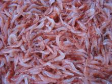 桜えび・うなぎ・地魚料理の店　蒲原の味処　よし川-生えび