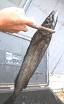 魚-さび.jpg