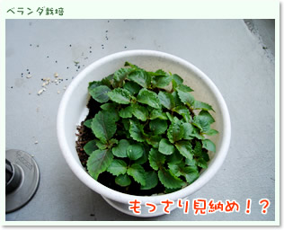 もっさり見納め