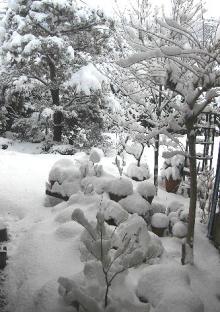 庭雪模様
