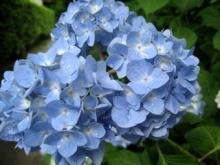 ２００７　紫陽花