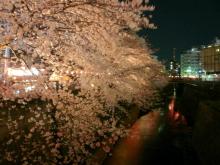 夜桜