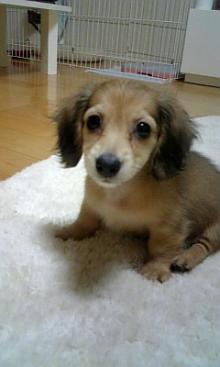 カニヘンダックスフンドのウランちゃん