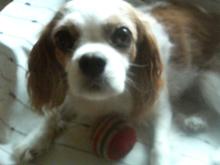 FunnyDog