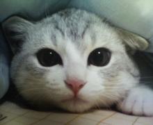 うにちゃん