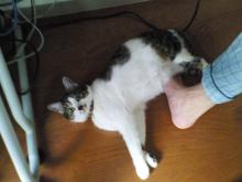 なんにゃ