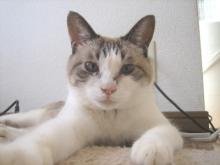 猫ごはん シャム猫風