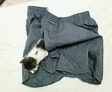 ねこにゃん棒
