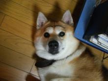 まゆげ