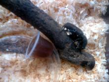 2008カブト虫3