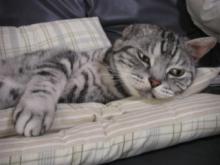 猫ごはん シャム猫風