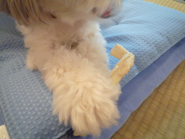 ふうちゃんの毎日 ☆マル&シーズーのMIX犬☆