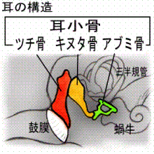 耳小骨