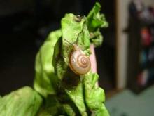 かたつむり