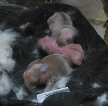 Babys2