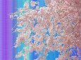 さくら