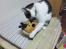 くんかくんか