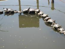 tortoise