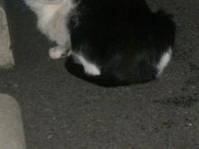 野良猫ブッチーニ