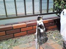 ﾊﾞｲｸ こわいですにゃ