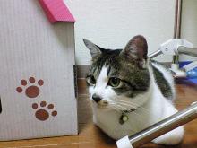 今日はあついにゃ