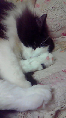 ８．９．１０…シビル&dodici&Treize-200902111839000.jpg