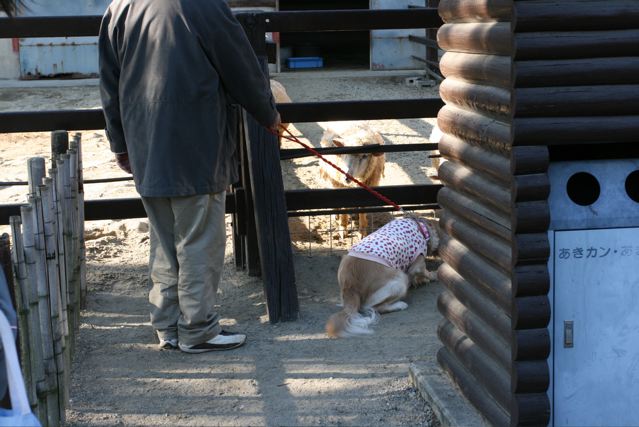 ひつし゛さん