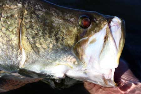 KAZZの一魚一会　世界秘境釣旅記
