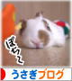 にほんブログ村 うさぎブログへ