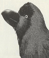 karasu